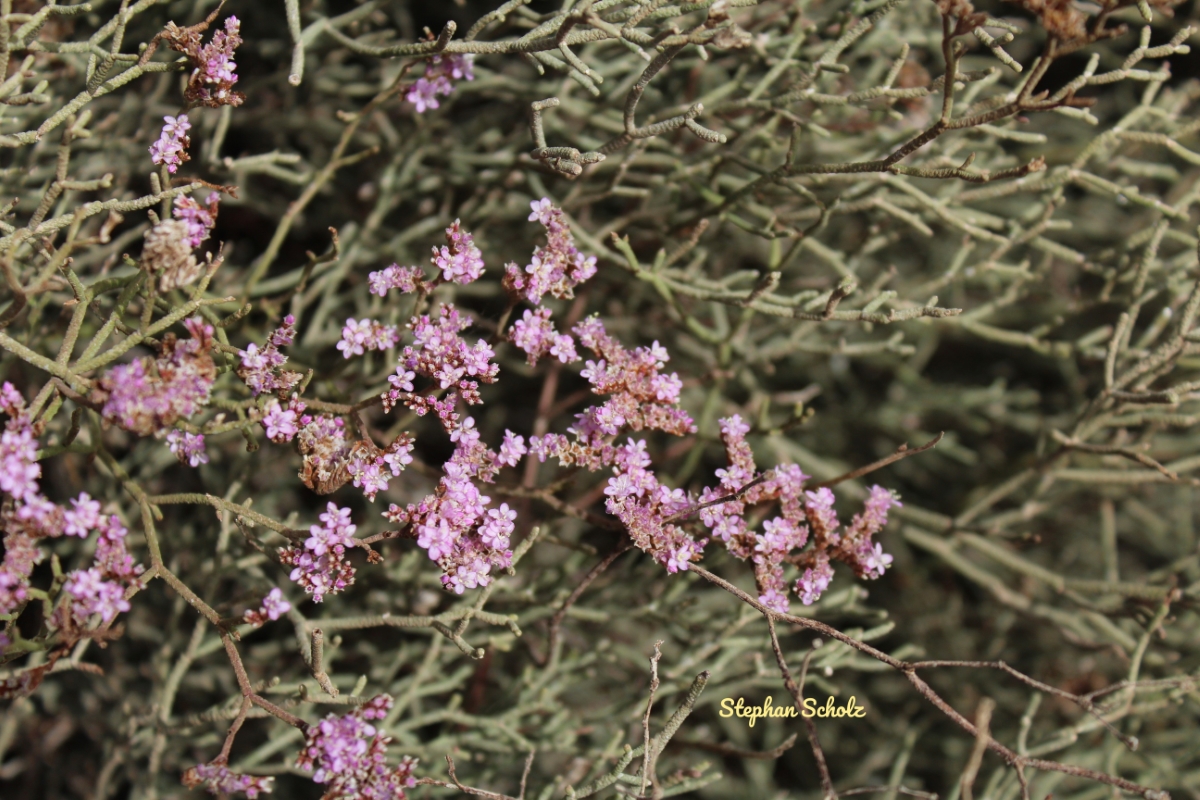 Limonium tuberculatum con flores 2 Watermarked (Web endemicas)