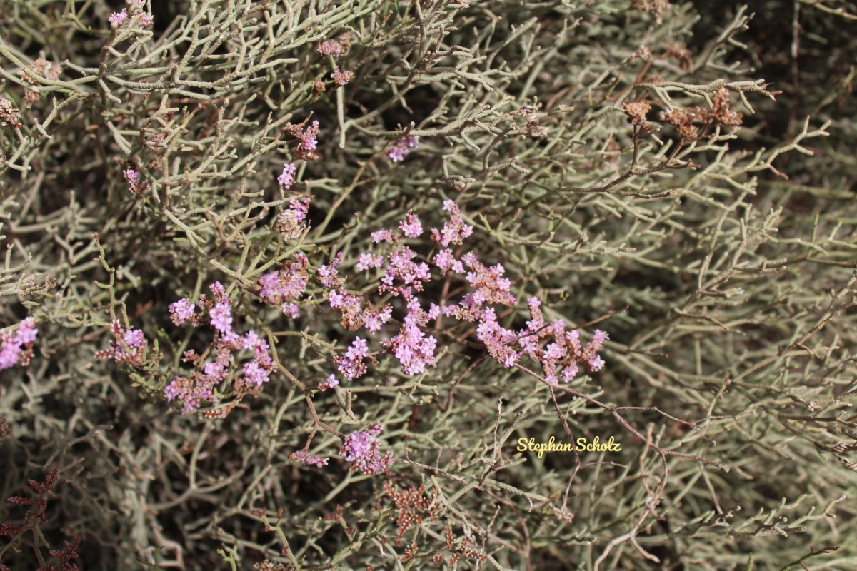 Limonium tuberculatum con flores 3 Watermarked (Web endemicas)