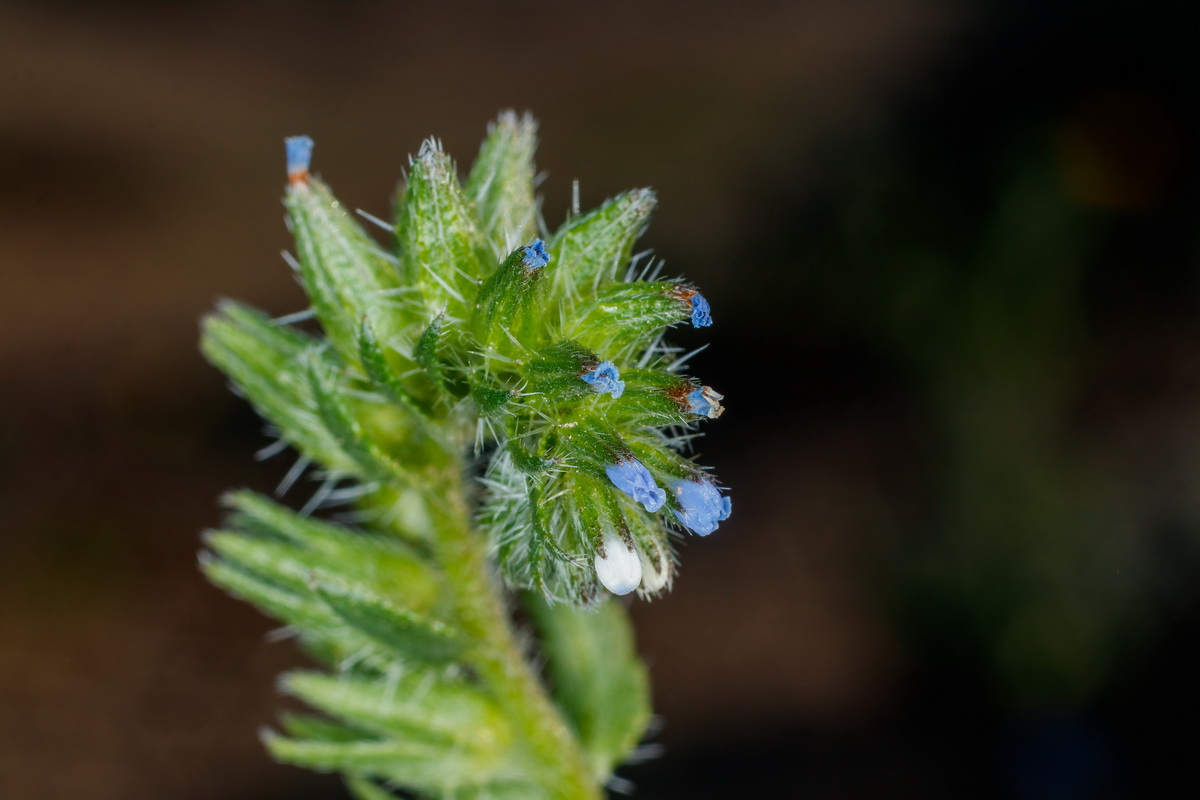  MG 1783  Mairetis microsperma alacranillo azul