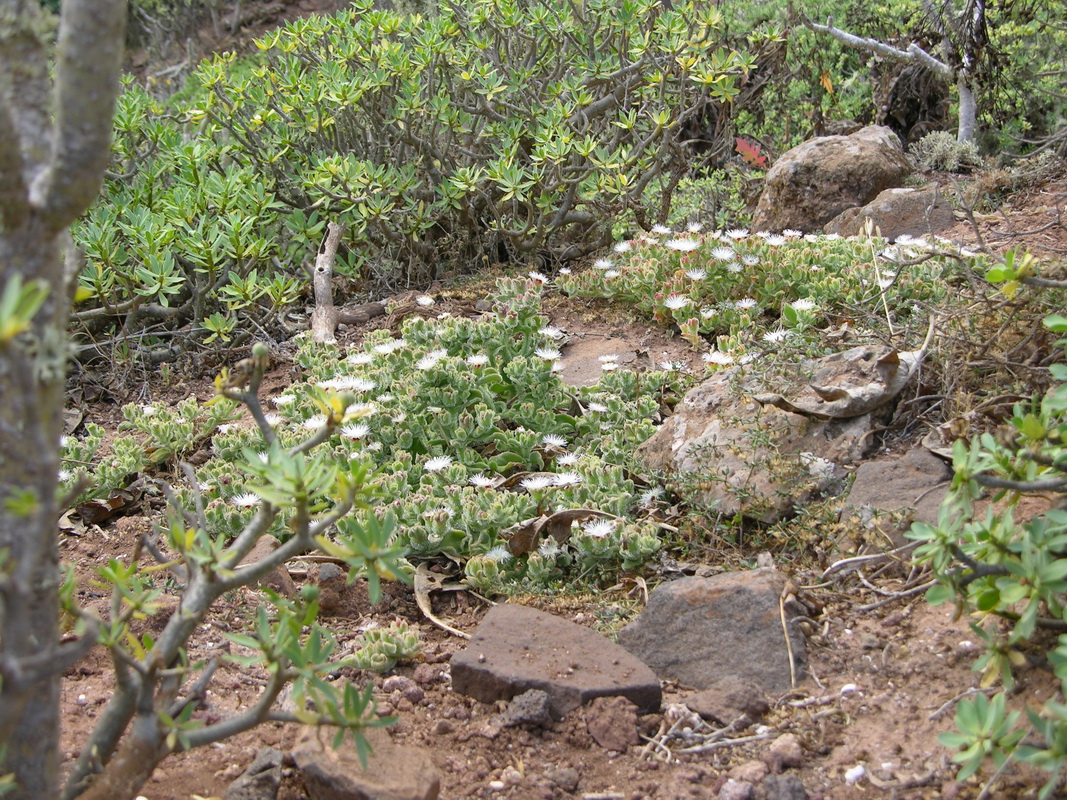 Mesembryanthemum crystallinum04