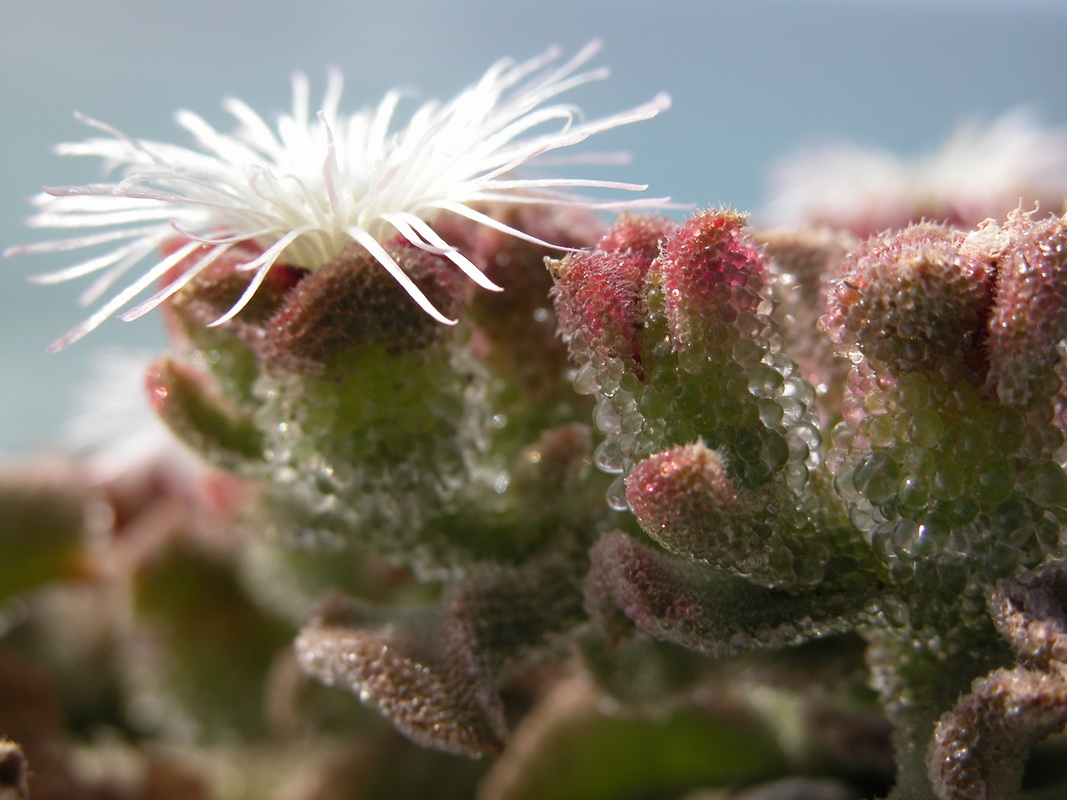 Mesembryanthemum crystallinum15