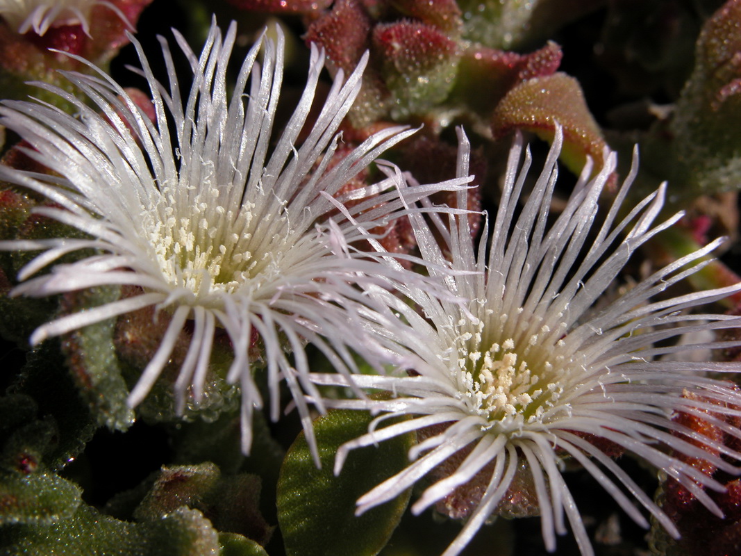 Mesembryanthemum crystallinum18