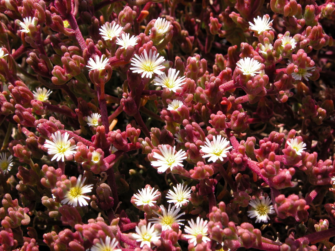 Mesembryanthemum nodiflorum05