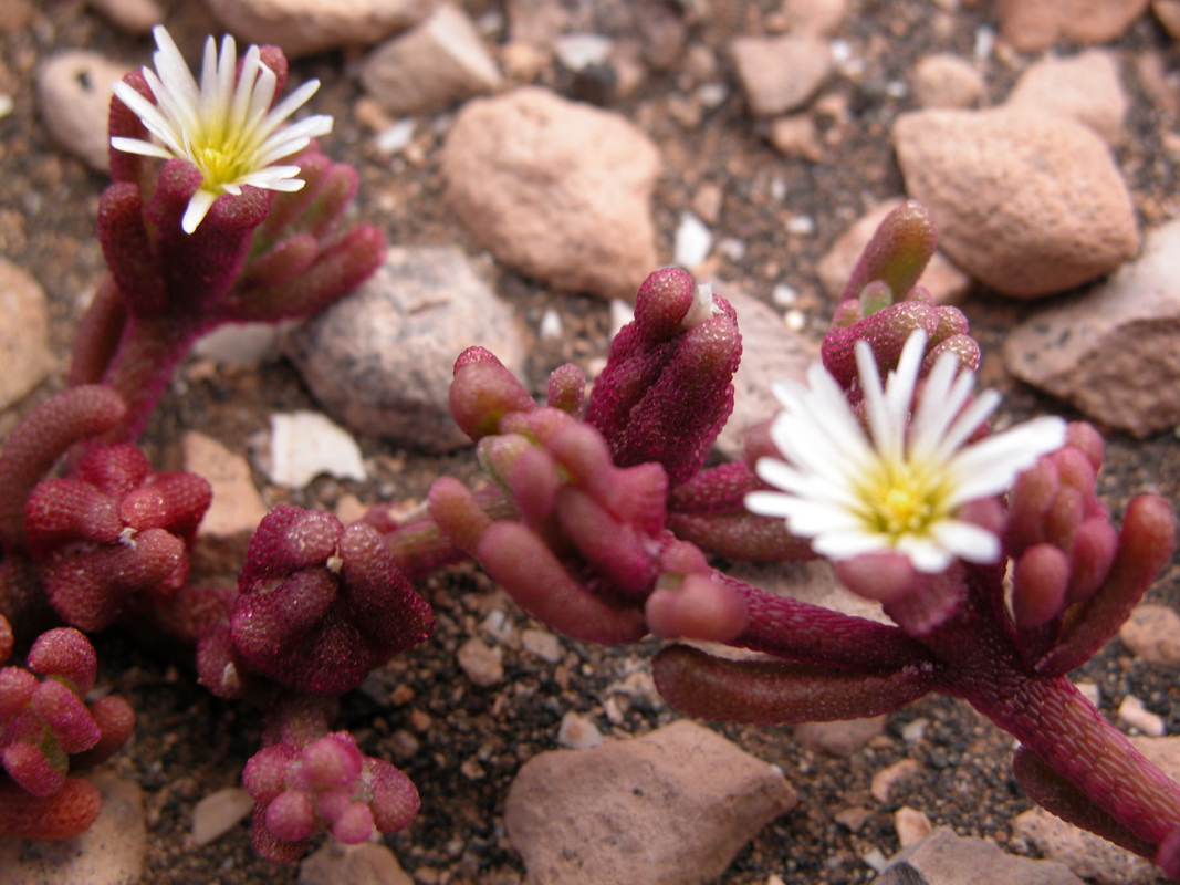 Mesembryanthemum nodiflorum11