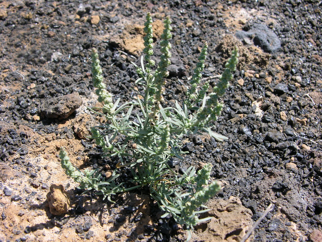 Oligomeris linifolia1
