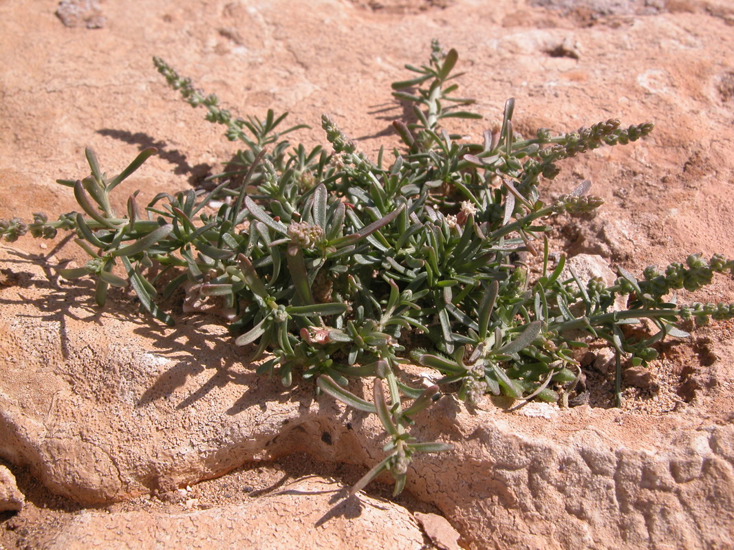 Oligomeris linifolia3