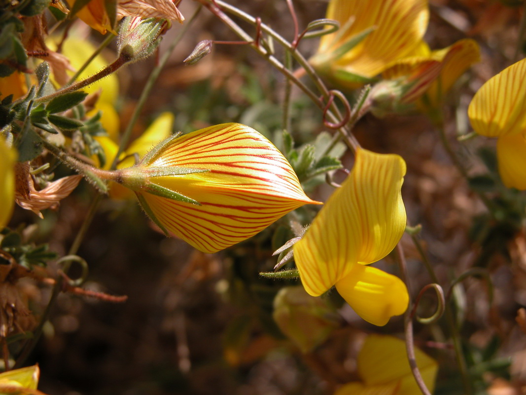 Ononis angustissima subsp agustifolia05