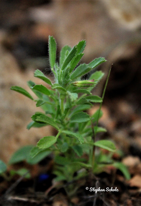Ononis reclinata subsp. mollis 2