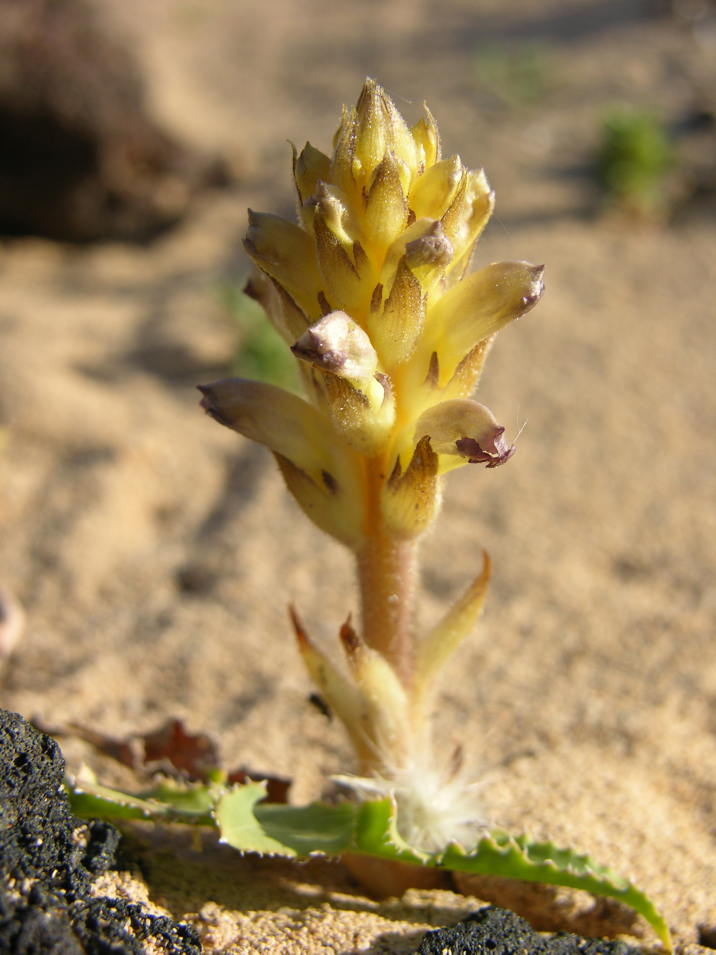 DSCN6062 Orobanche cernua p1