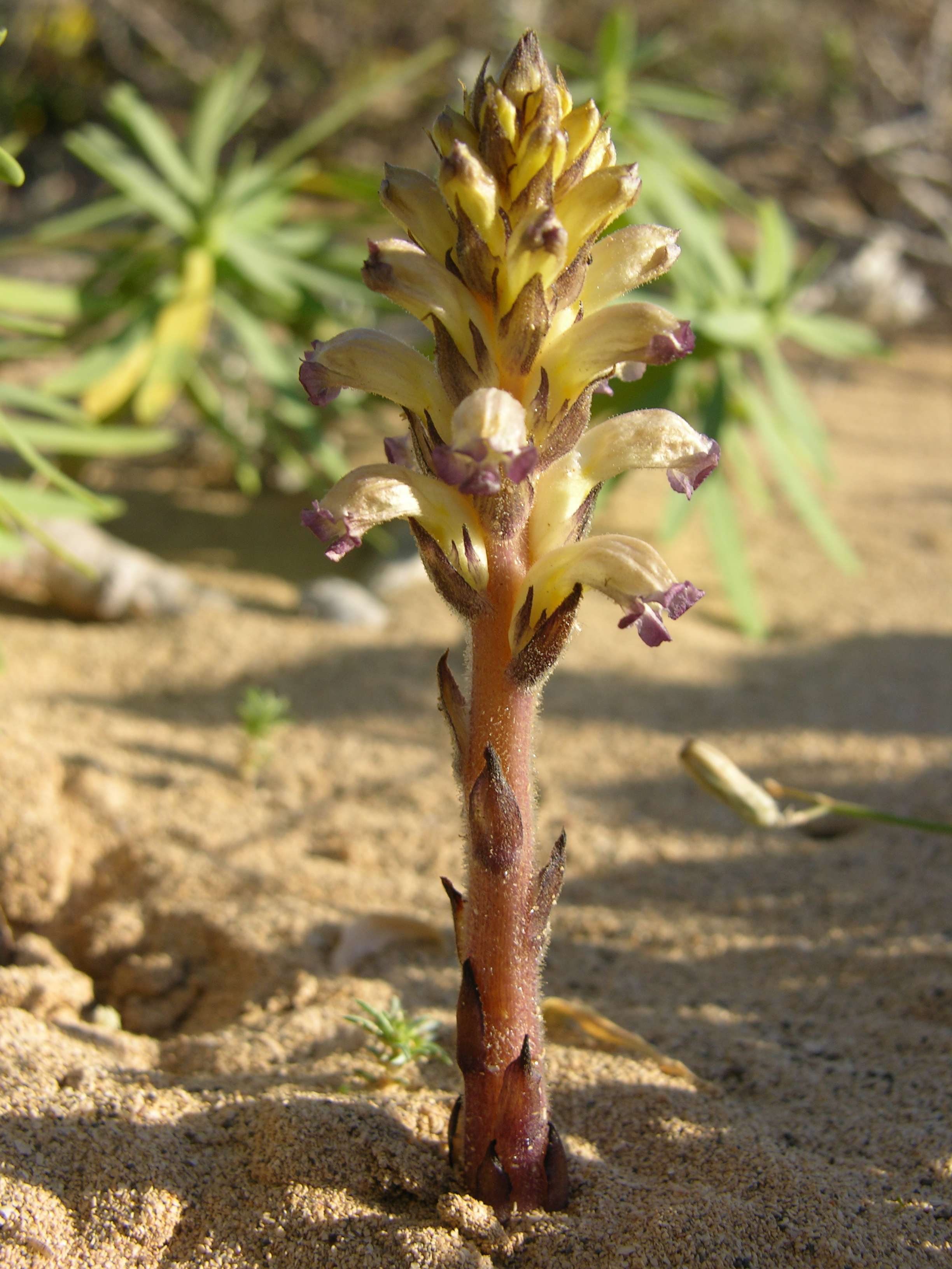 DSCN6063 Orobanche cernua p1