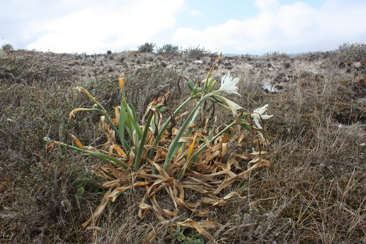 IMG 7655 Pancratium maritimum