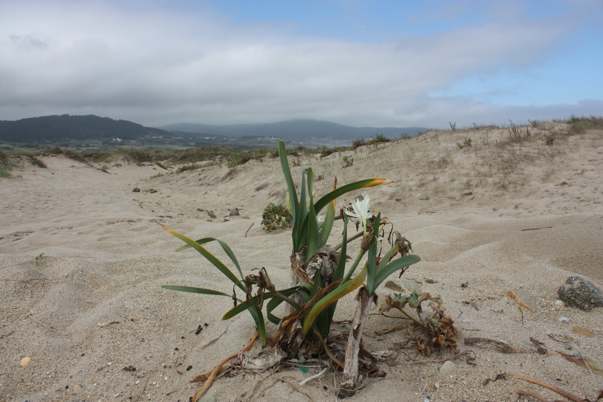 IMG 7672 Pancratium maritimum