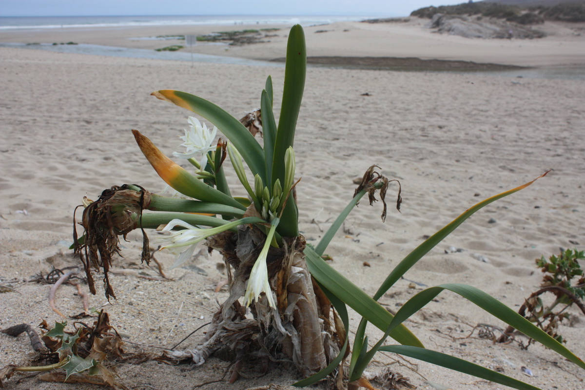 IMG 7673 Pancratium maritimum