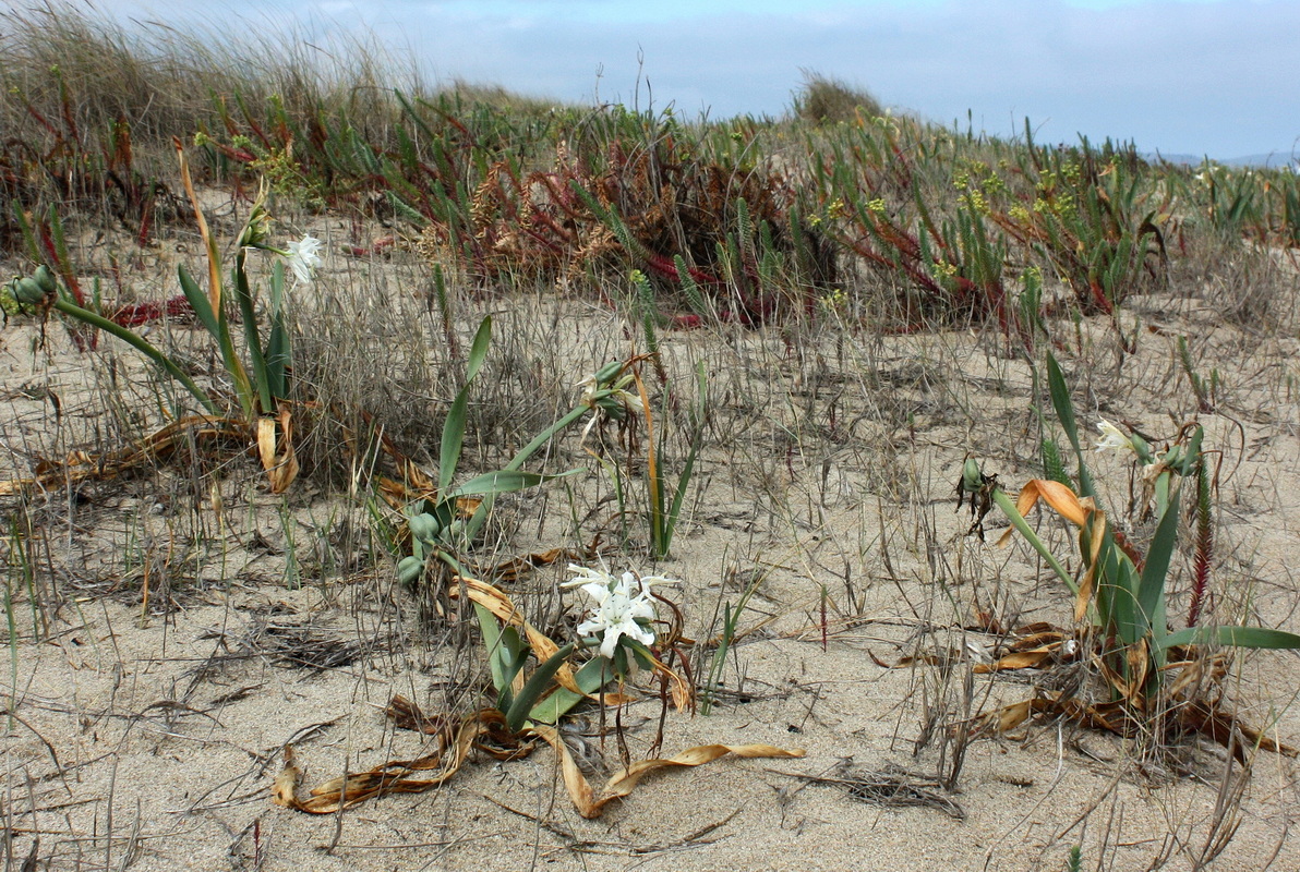 IMG 7693 Pancratium maritimum resize