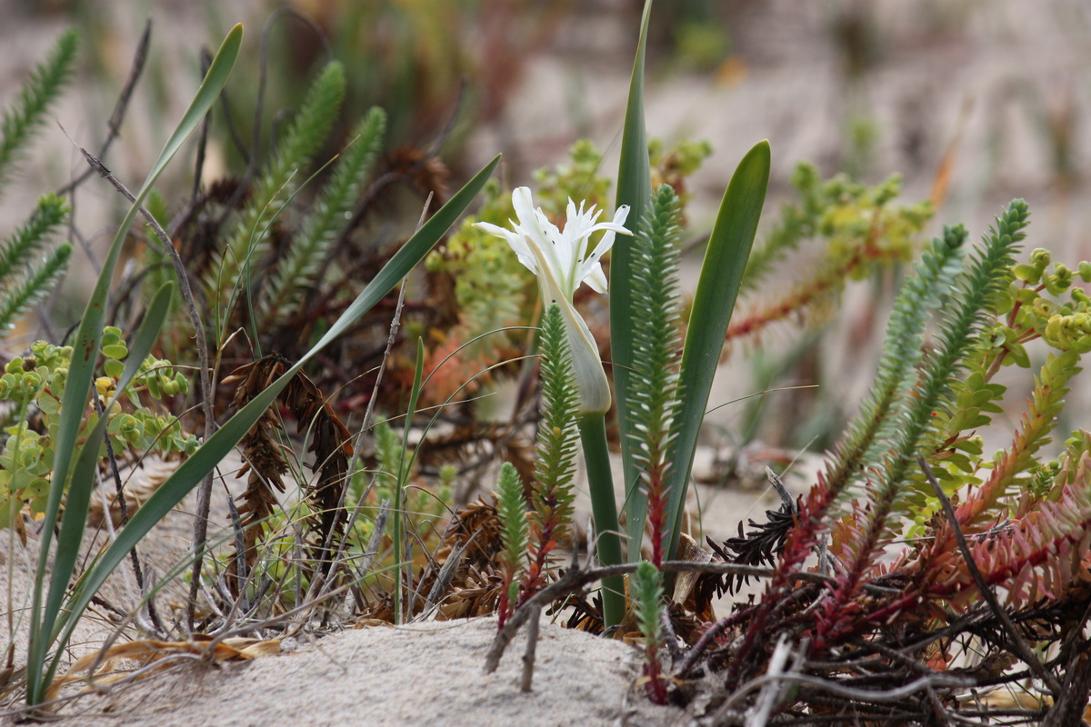 IMG 7709 Pancratium maritimum