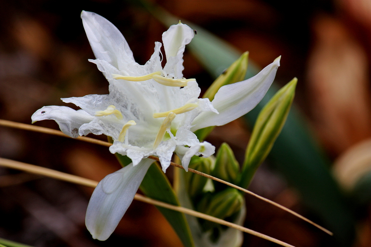 IMG 7712 Pancratium maritimum resize