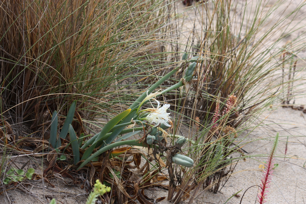 IMG 7713 Pancratium maritimum