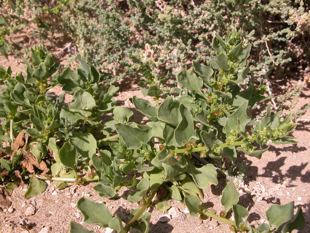 Patellifolia patellaris2