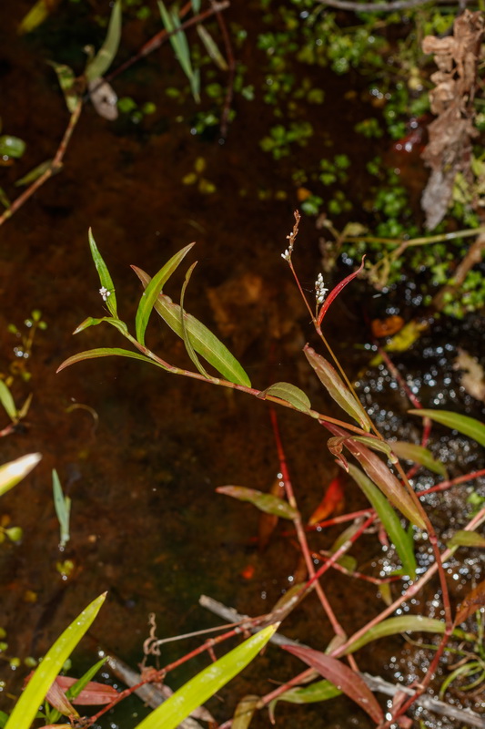  MG 3492 Persicaria salicifolia sanguinaria de agua