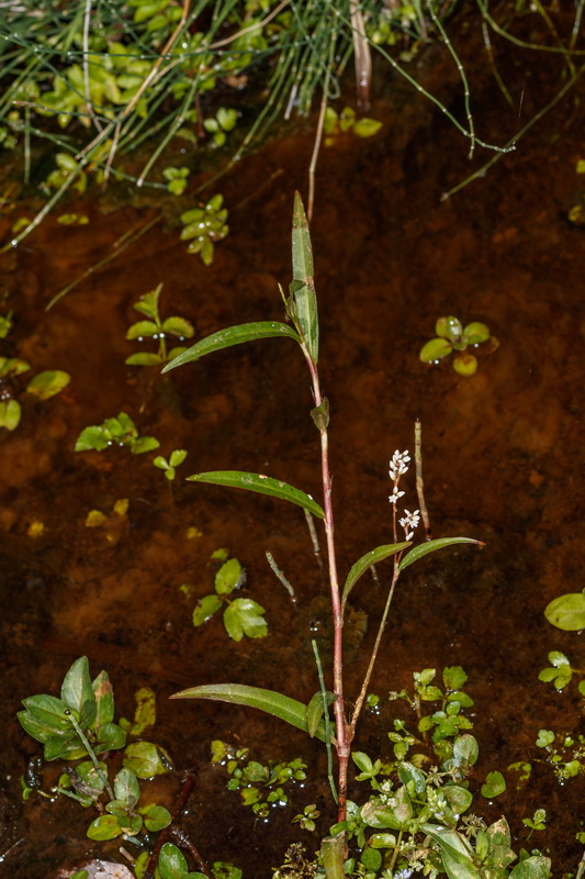  MG 3499 Persicaria salicifolia sanguinaria de agua
