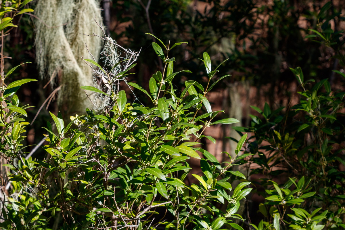  MG 1231 Phyllerea angustifolia Olivillo