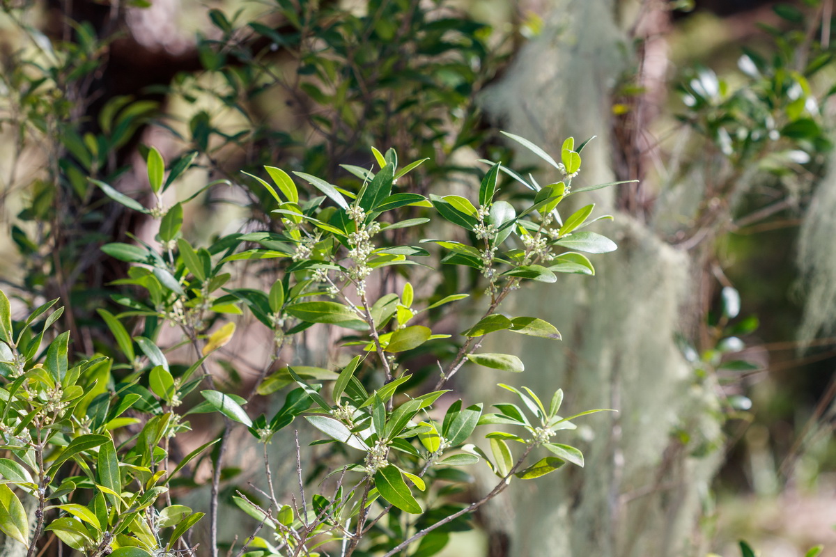  MG 1232 Phyllerea angustifolia Olivillo