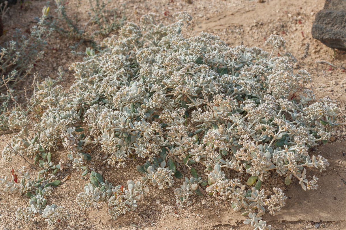  MG 4122 Polycarpaea nivea saladillo blanco común