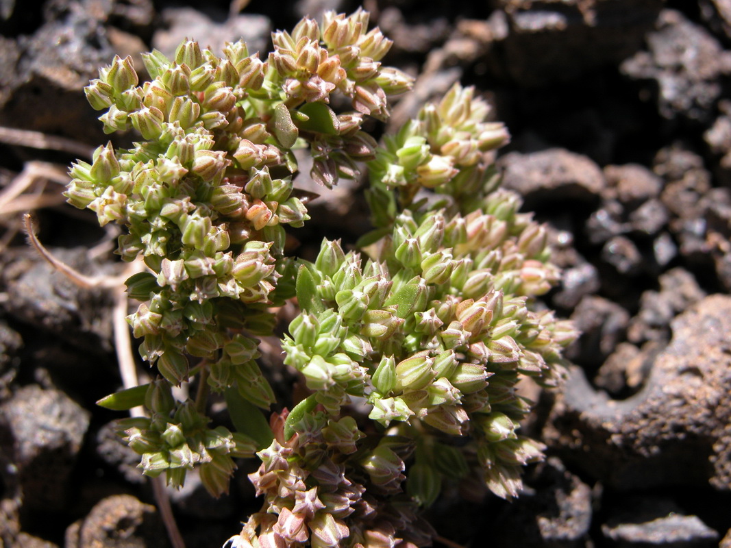 Polycarpon  tetraphyllum2