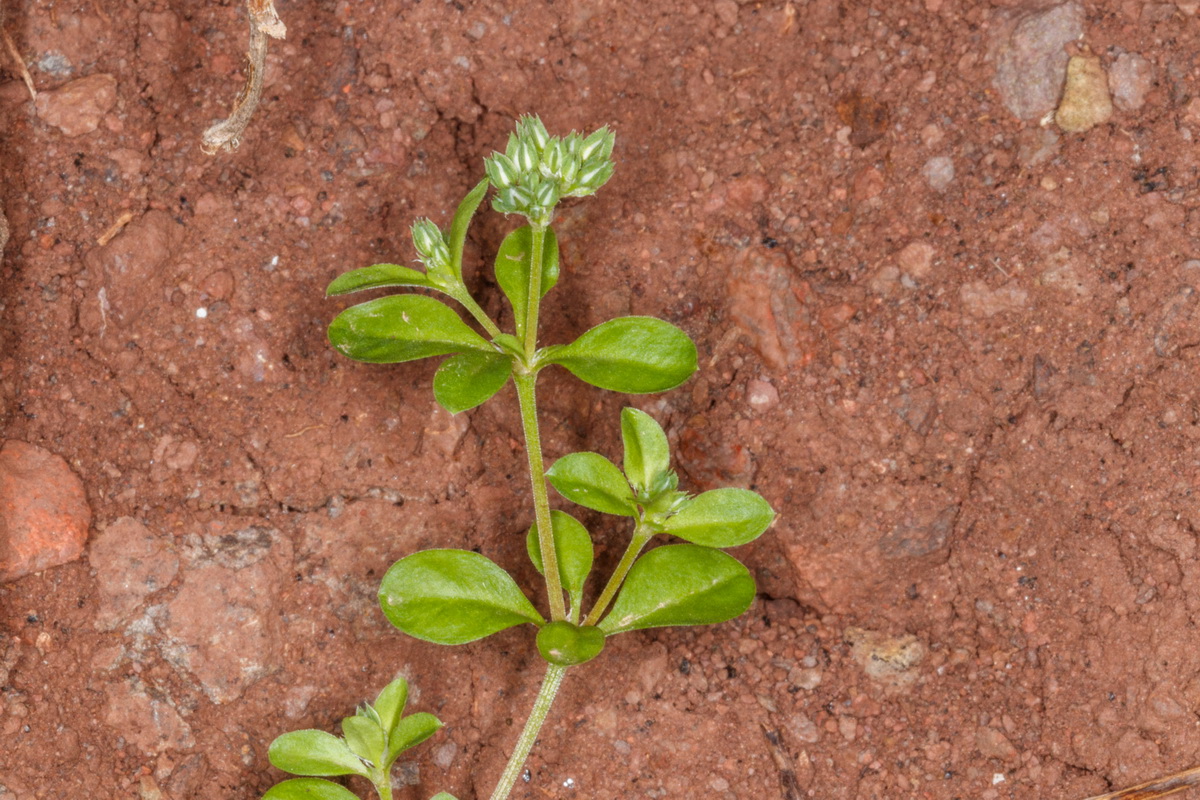  MG 3312 Polycarpon tetraphyllum Hierba jabonera