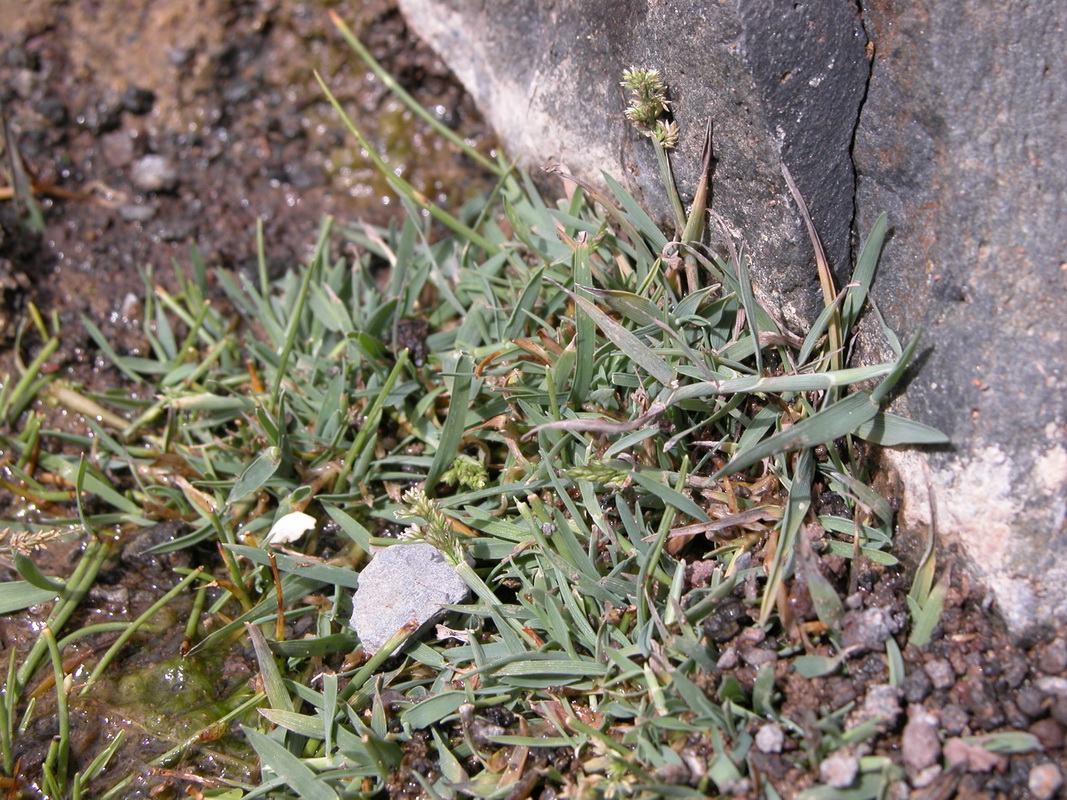 Polypogon viridis1
