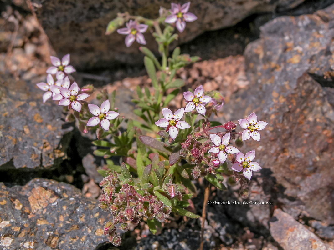 DSCN0140 Rhodalsine geniculata = Minuartia geniculata = Minuartia webbii Watermarked resize