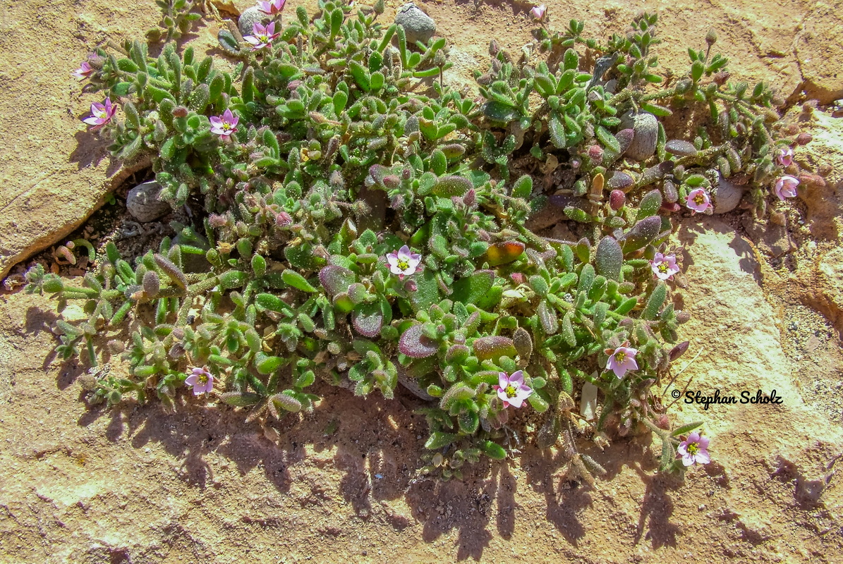 Rhodalsine geniculata = Minuartia geniculata = Minuartia webbii Stephan (4) Watermarked resize