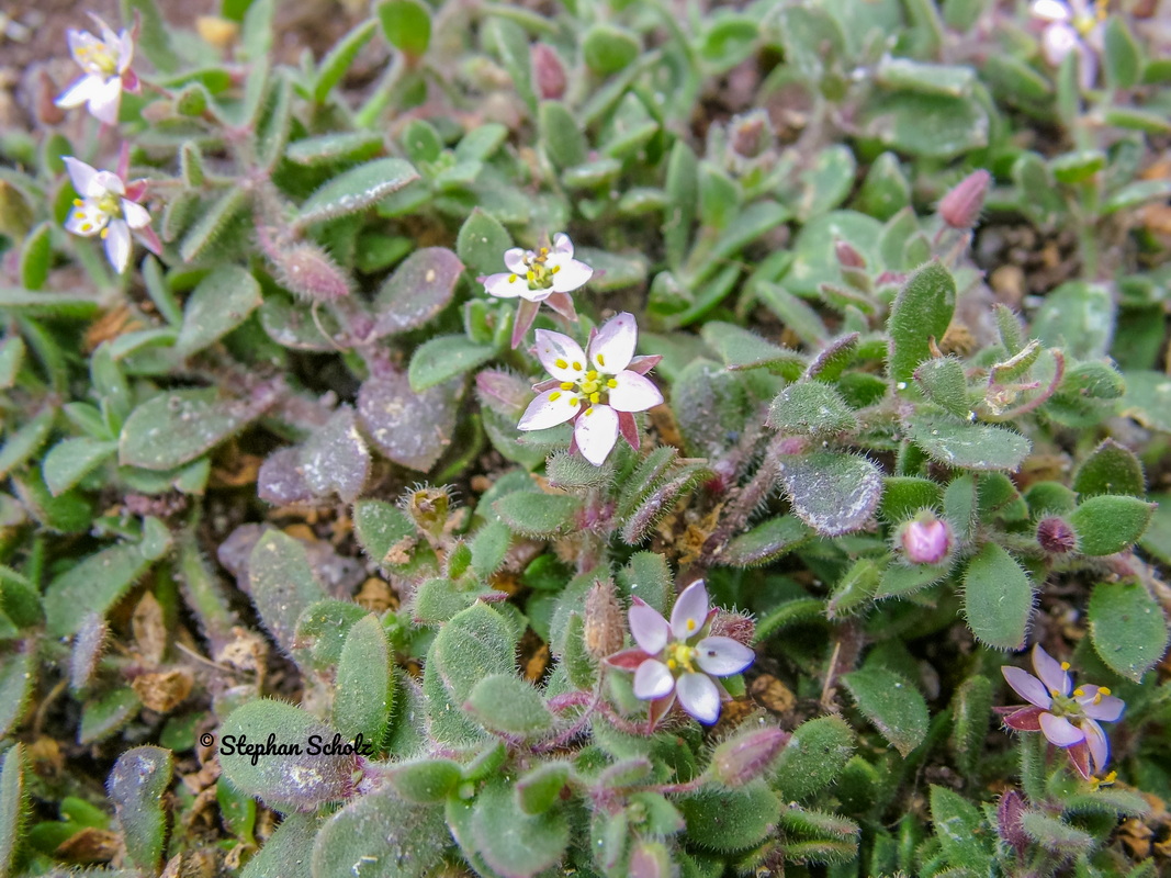 Rhodalsine geniculata = Minuartia geniculata = Minuartia webbii Stephan (6) Watermarked resize