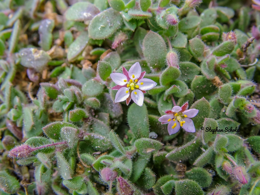 Rhodalsine geniculata = Minuartia geniculata = Minuartia webbii Stephan (7) Watermarked resize