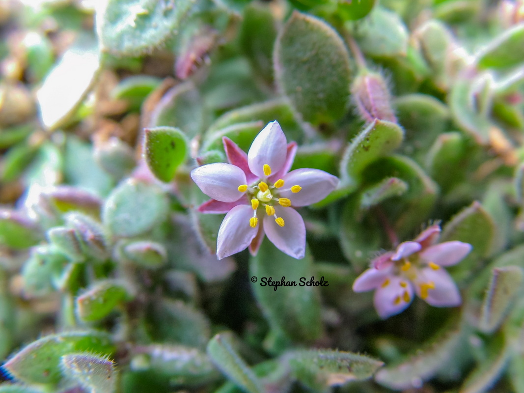 Rhodalsine geniculata = Minuartia geniculata = Minuartia webbii Stephan (8) Watermarked resize