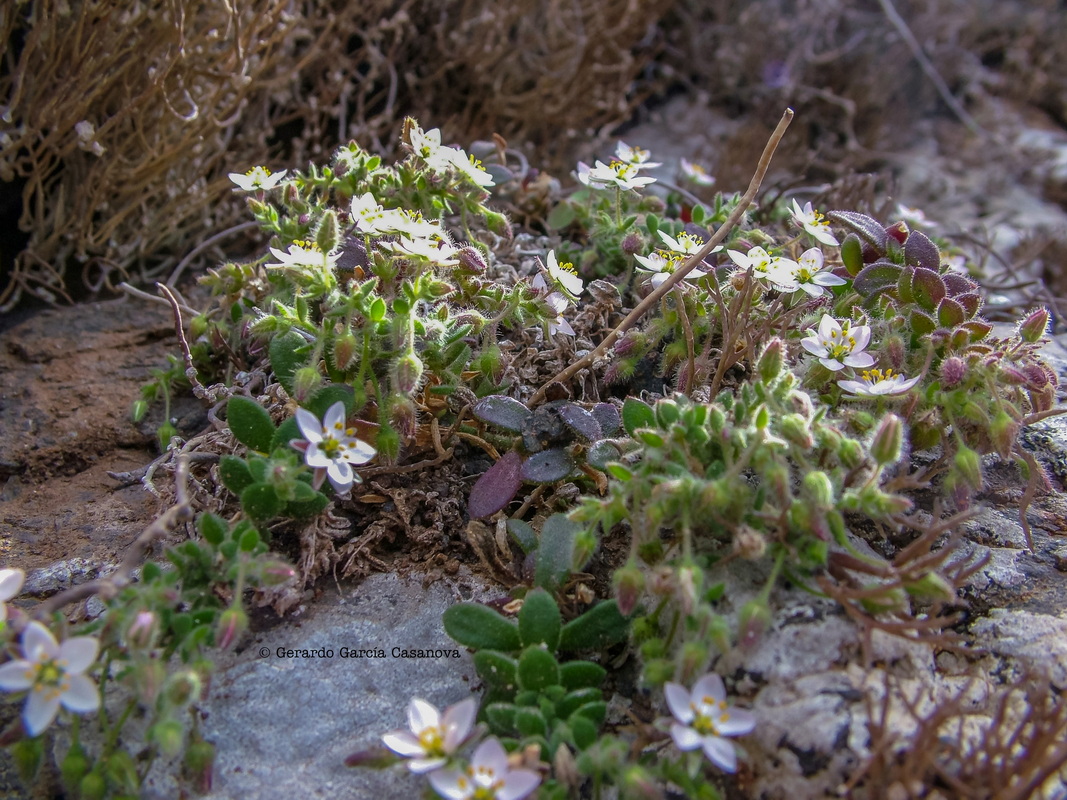 Rhodalsine geniculata = Minuartia geniculata = Minuartia webbii Watermarked resize