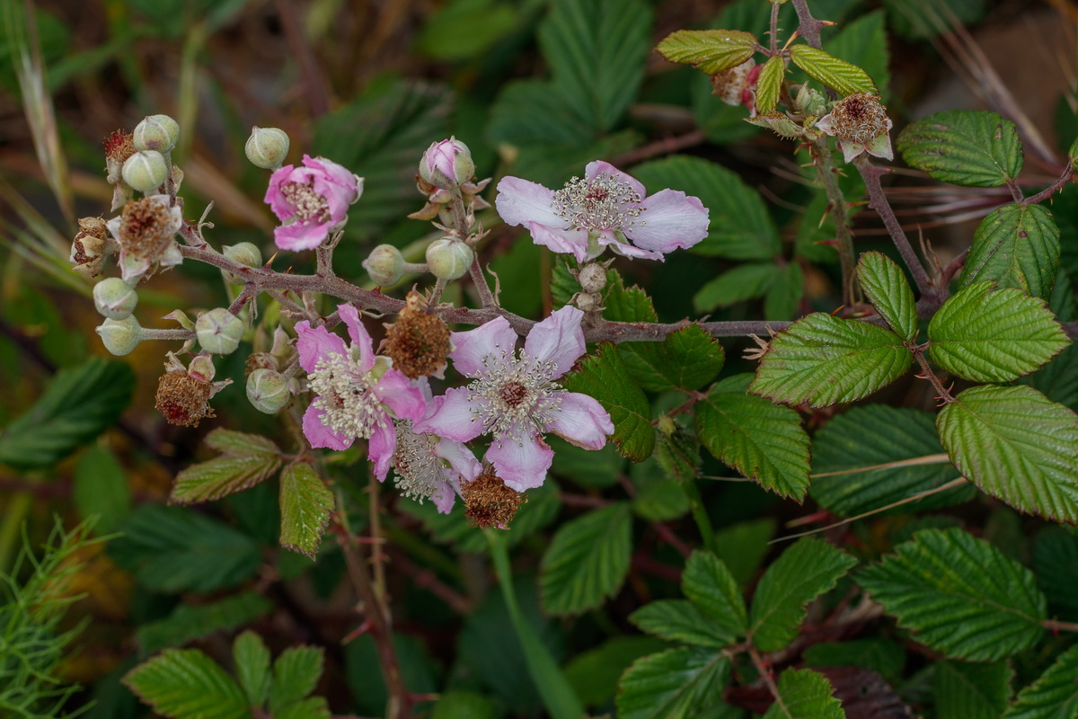  MG 0388 Rubus ulmifolius