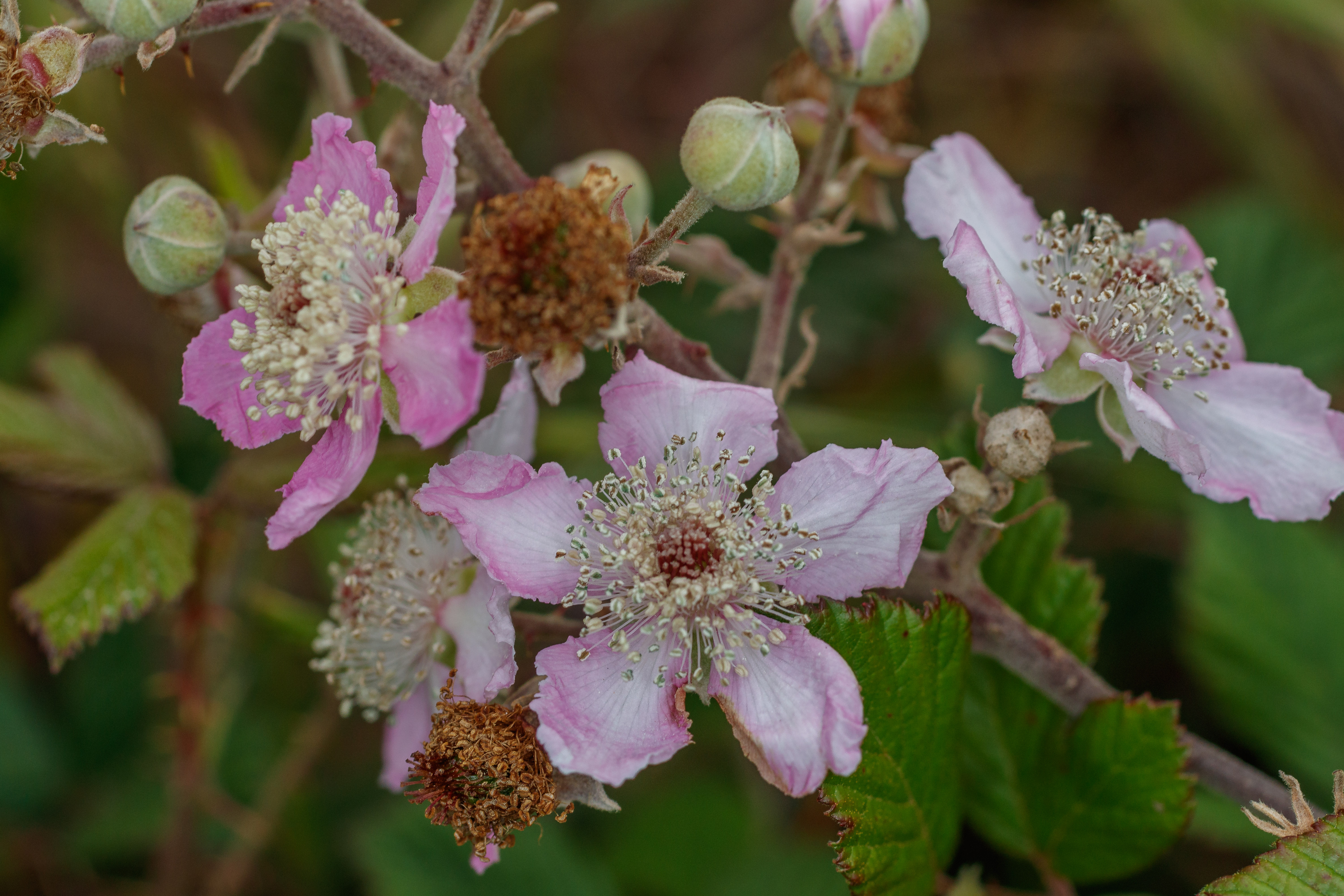  MG 0389 Rubus ulmifolius