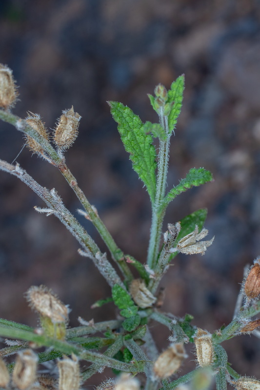  MG 0449 Pleudia aegyptiaca = Salvia aegyptiaca Conservilla, alucema, salvia de monte