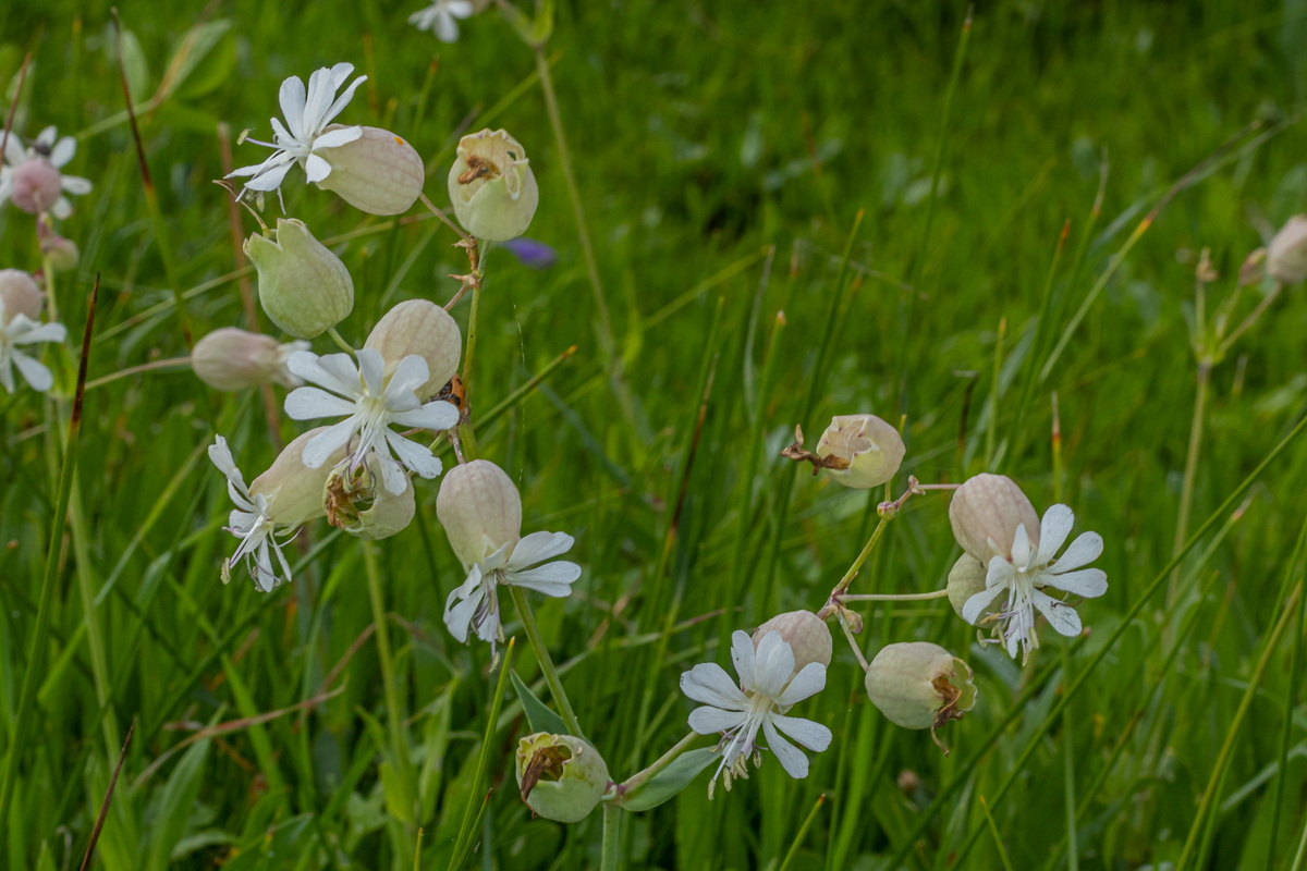  MG 4299 Silene vulgaris subsp. commutata Conejera rillabuey, collejera, rilla