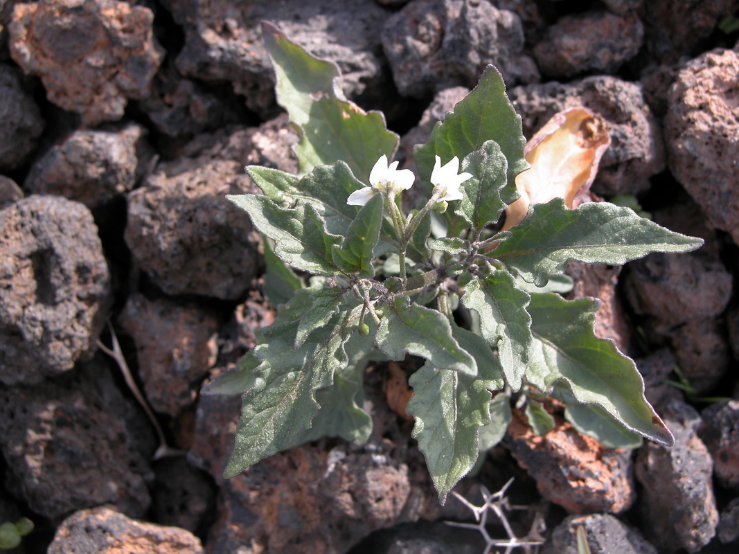 Solanum nigrum2