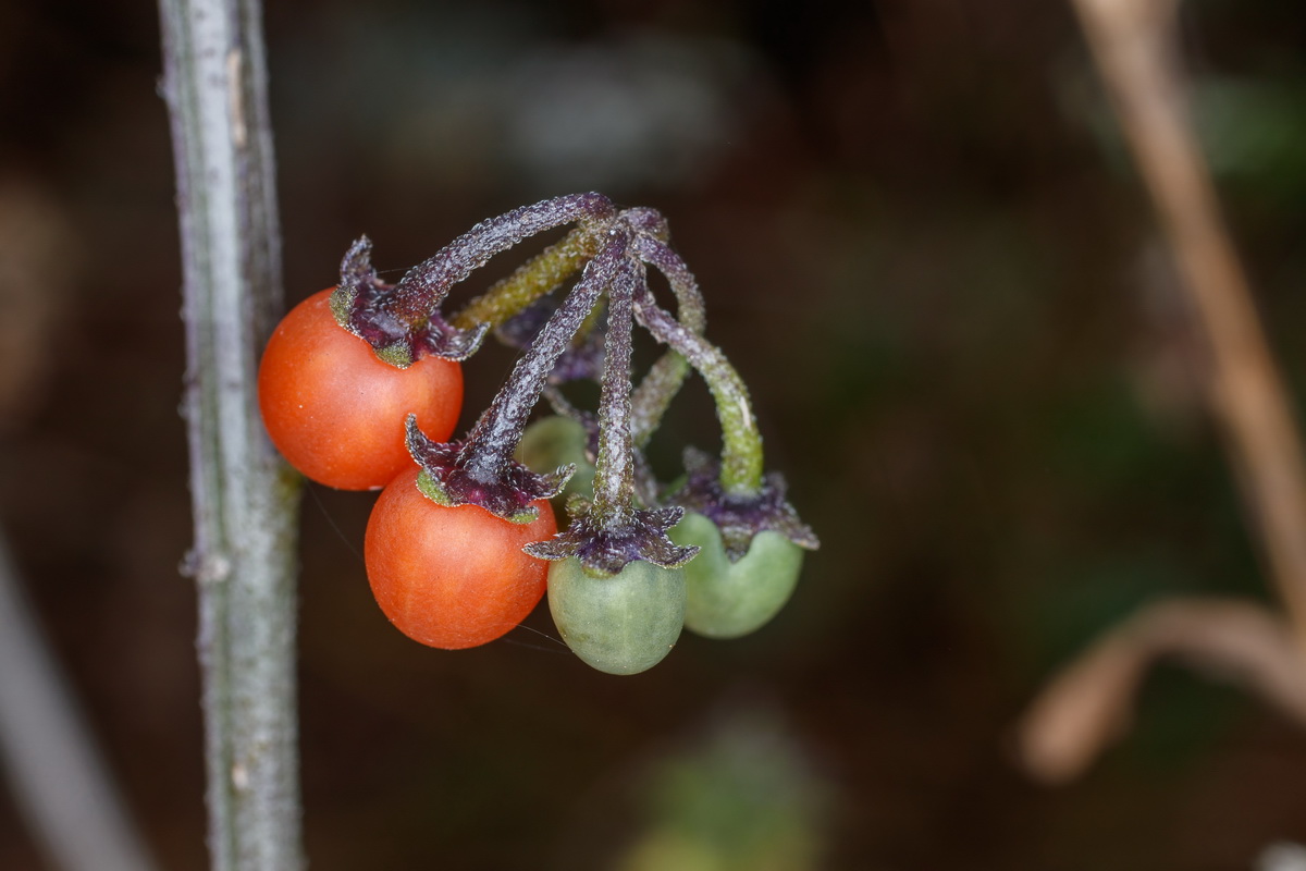  MG 3346 Solanum nigrum yerbamora negra