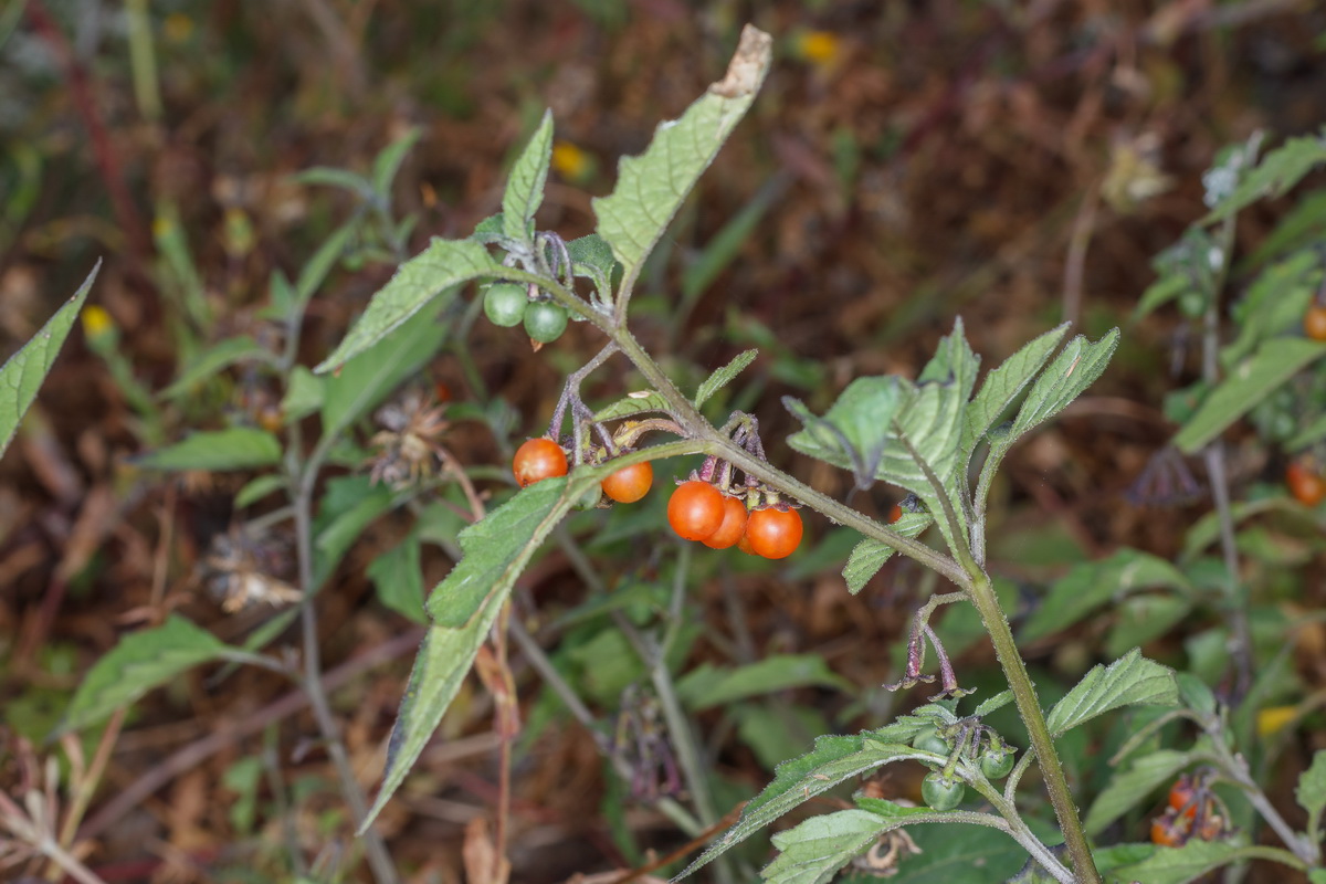  MG 3351 Solanum nigrum yerbamora negra