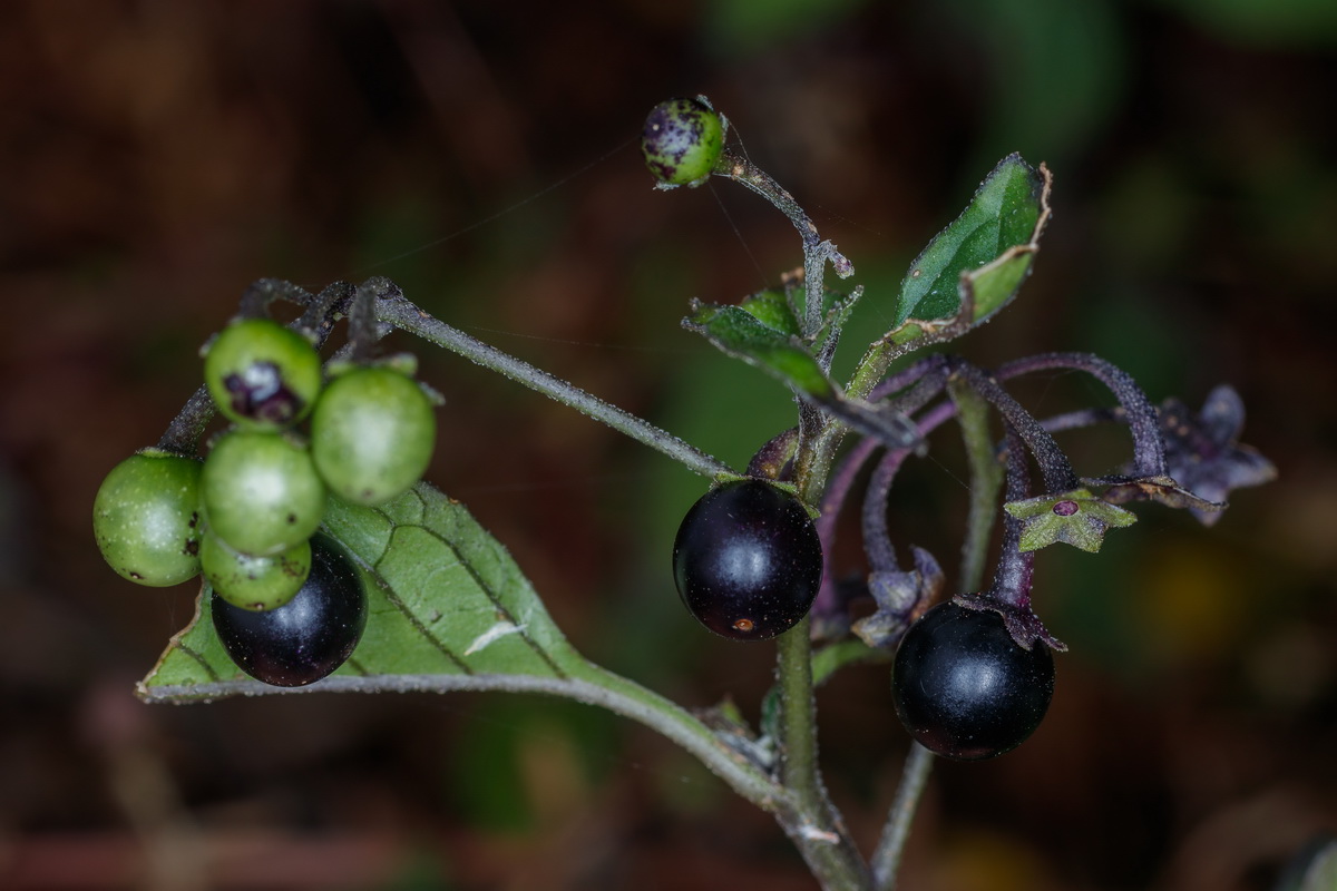  MG 3353 Solanum nigrum yerbamora negra