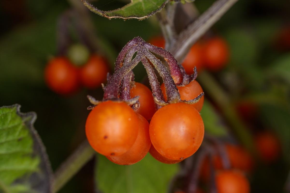  MG 3356 Solanum nigrum yerbamora negra