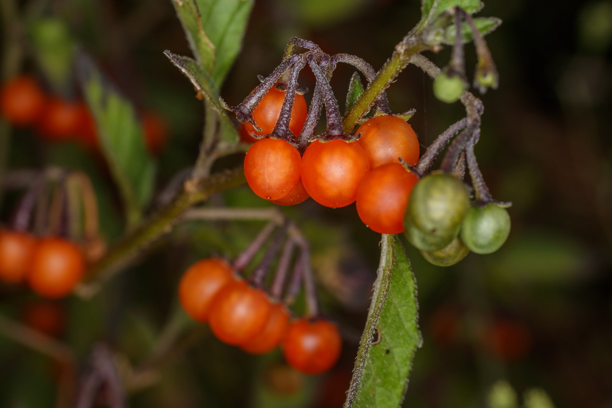  MG 3357 Solanum nigrum yerbamora negra
