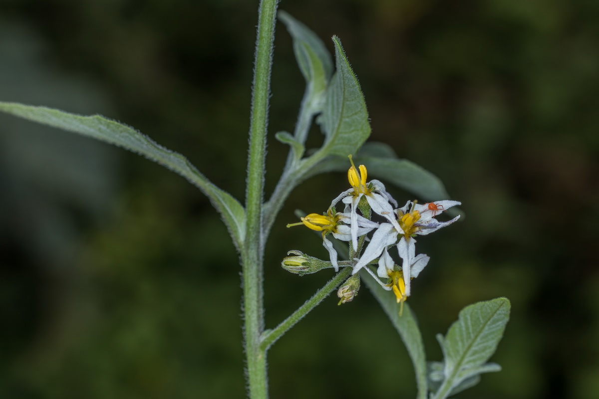  MG 4583 Solanum villosum Solanum luteum yerbamora amarilla