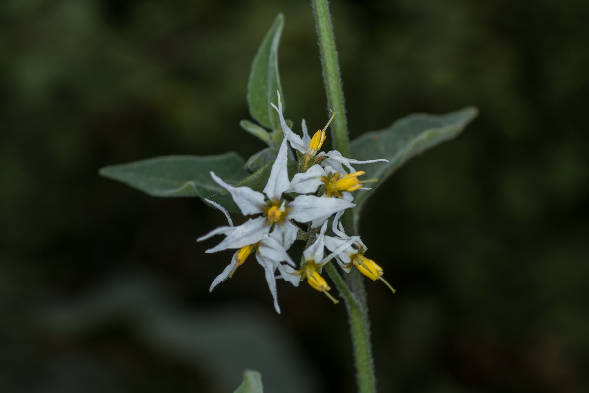  MG 4584 Solanum villosum Solanum luteum yerbamora amarilla