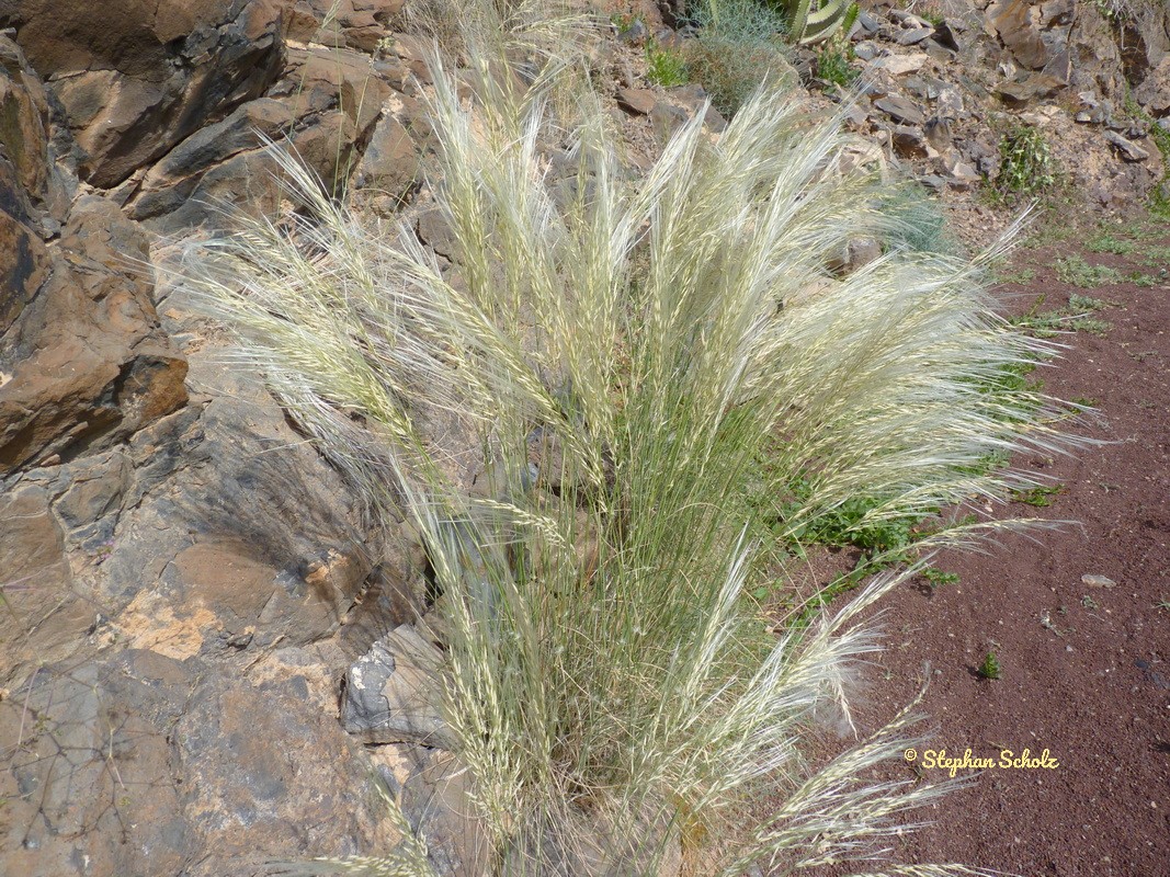 Stipagrostis ciliata 5 resize Watermarked