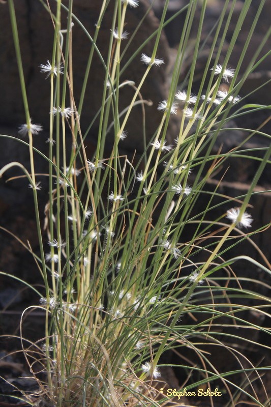 Stipagrostis ciliata 7 resize Watermarked